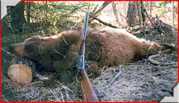 Black bear hunting in Alberta with Trophy Stalkers