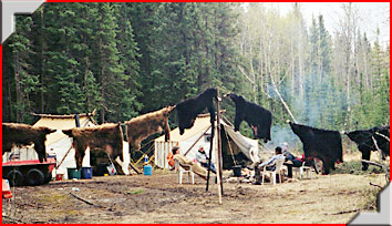 Black bear hunting in Alberta with Trophy Stalkers